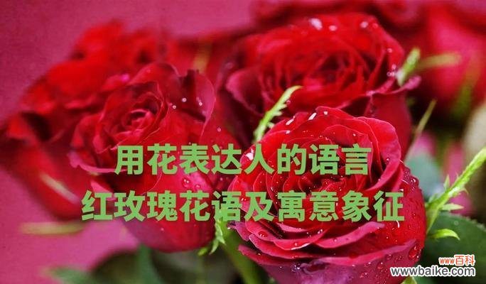 爱而不懂花语是什么意思？如何表达爱意？