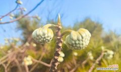 结香花树花语是什么？它在花语中象征着什么？