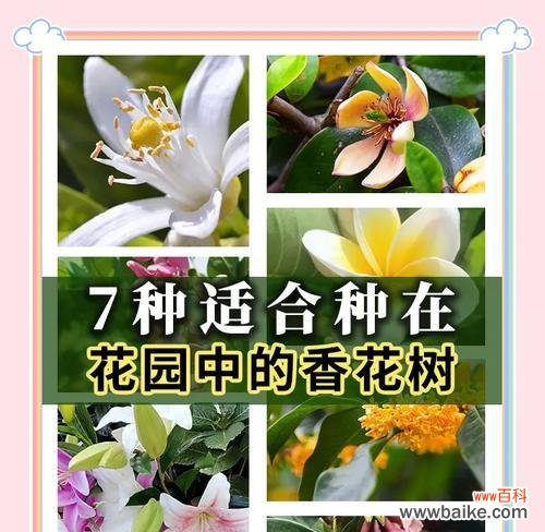 树也有花语吗?树木的花语有哪些特别之处?