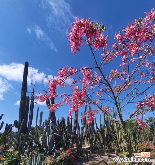 树也有花语吗?树木的花语有哪些特别之处?