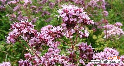 木槿叶的花语有哪些含义?它在花语文化中扮演什么角色?