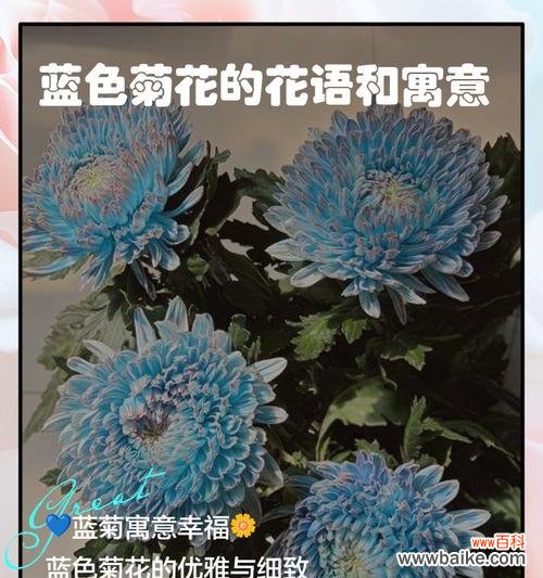 小头菊花的花语有哪些?小头菊花代表什么?