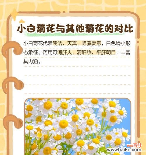 小头菊花的花语有哪些?小头菊花代表什么?