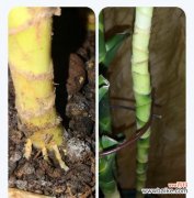 螺纹铁花语是什么？螺纹铁象征着什么？