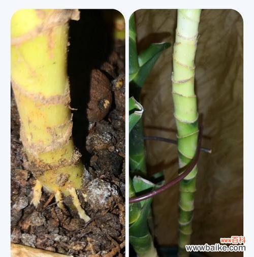 螺纹铁花语是什么?螺纹铁象征着什么?