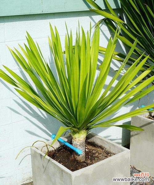 螺纹铁花语是什么?螺纹铁象征着什么?