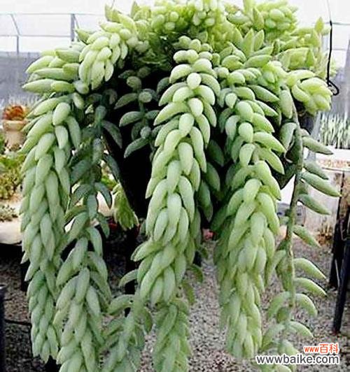 农村玉米的花语是什么？玉米花语有何寓意？