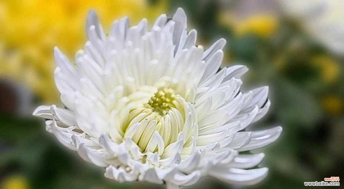 抗白菊的花语有哪些？抗白菊象征着什么？