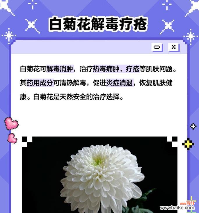 抗白菊的花语有哪些？抗白菊象征着什么？