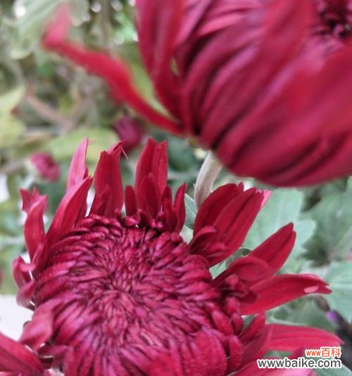 白雪莲的花语是什么？白雪莲代表什么？