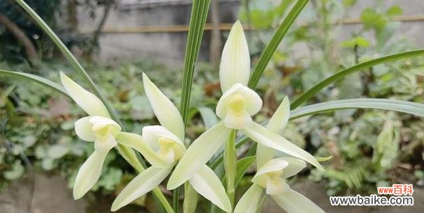 白雪莲的花语是什么？白雪莲代表什么？