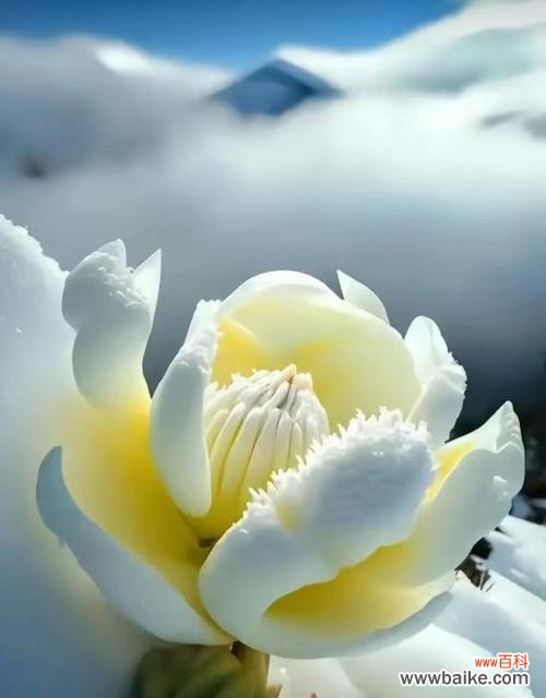 白雪莲的花语是什么？白雪莲代表什么？