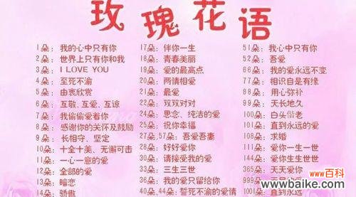 月季的花语是什么？月季与爱情有何关联？