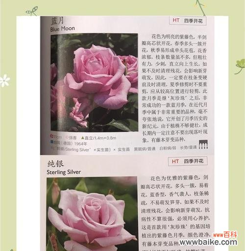 月季的花语是什么？月季与爱情有何关联？