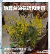 天竺兰花的花语有哪些？天竺兰代表什么？