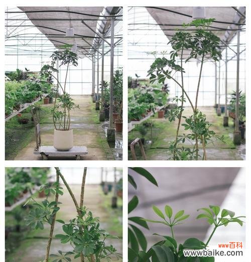 鸭脚木的花语有哪些？鸭脚木象征着什么？