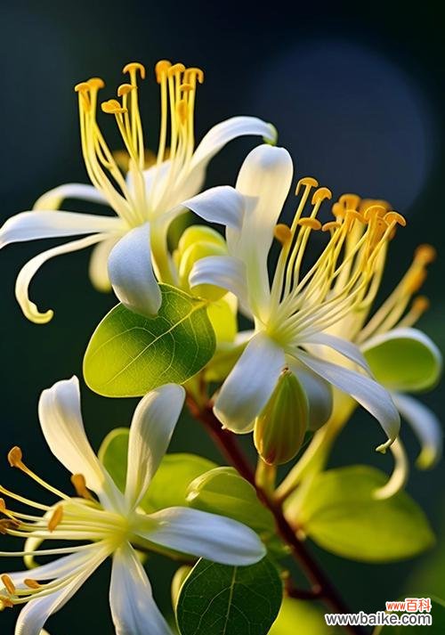 不同树的花语有哪些?树的花语有何不同?