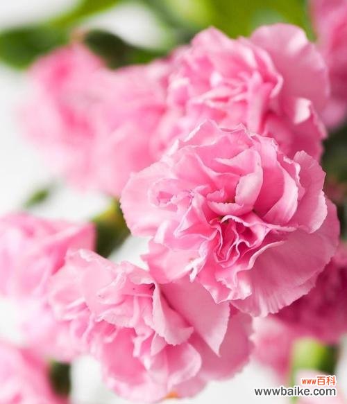 揭开康乃馨花语的神秘面纱 粉色康乃馨的美丽意义