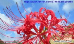 探索曼陀罗花朵的美丽与神秘 粉色曼陀罗的花语