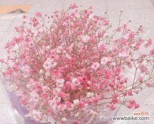 传递浪漫与祝福的芬芳之语 粉色满天星的花语