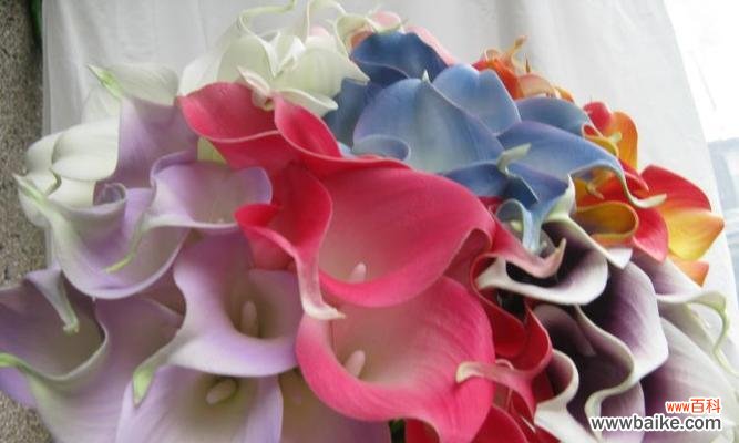 婆娑水畔,绽放爱与纯美之花 粉色马蹄莲