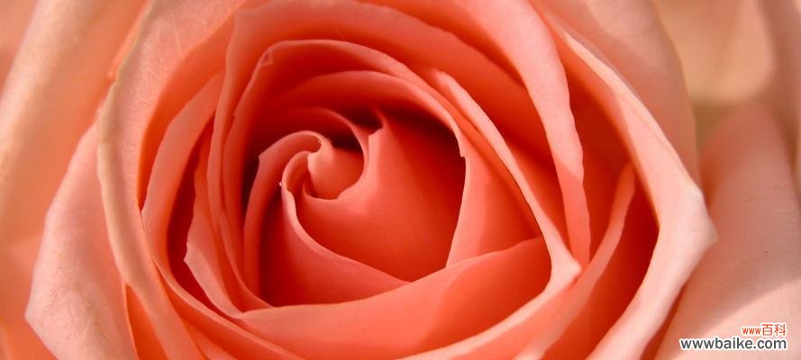 用一朵粉色玫瑰,传递你的真情 粉色玫瑰的含义与象征