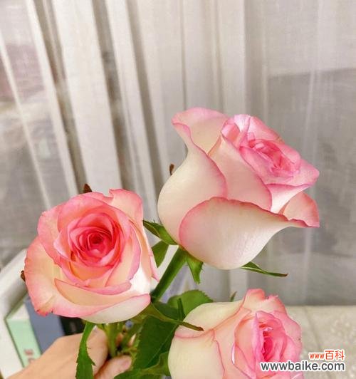 用一朵粉色玫瑰,传递你的真情 粉色玫瑰的含义与象征