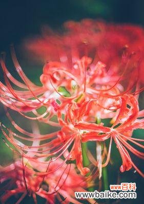 探寻曼珠沙华花语的深远内涵 曼珠沙华花语的美丽与意义