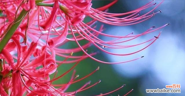 探寻曼珠沙华花语的深远内涵 曼珠沙华花语的美丽与意义