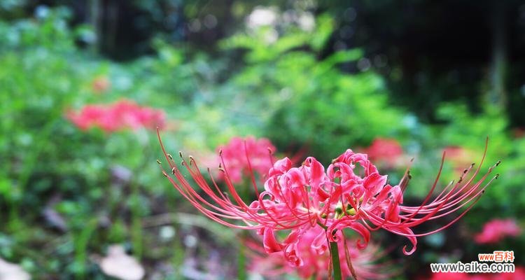 探寻曼珠沙华花语的深远内涵 曼珠沙华花语的美丽与意义