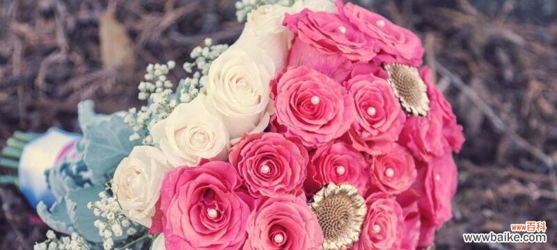 揭秘粉色玫瑰花的浪漫象征与传达的情感 粉色玫瑰花的寓意与花语