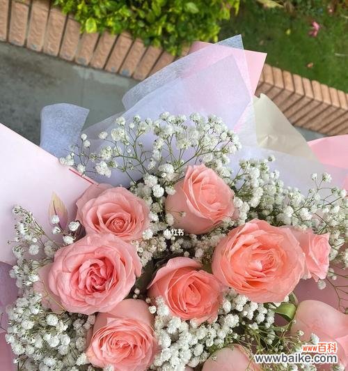 探索粉色玫瑰花代表的含义与象征 粉色玫瑰花的深意