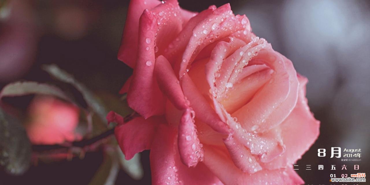 探索粉色玫瑰的象征与魅力 粉色玫瑰的美丽与意义