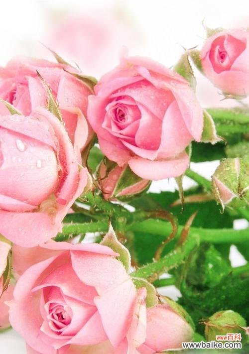 探索粉色玫瑰的象征与魅力 粉色玫瑰的美丽与意义