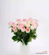 探索粉色玫瑰的象征与魅力 粉色玫瑰的美丽与意义