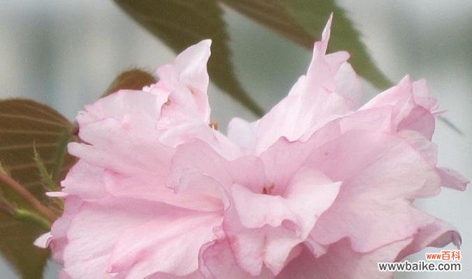 探寻樱花的浪漫与寓意 粉色樱花的花语