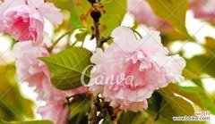 探寻樱花的浪漫与寓意 粉色樱花的花语