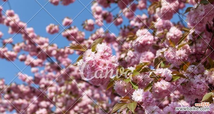 探寻樱花的浪漫与寓意 粉色樱花的花语