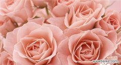 解读玫瑰花朵数的神秘象征 玫瑰花的花朵数与其含义