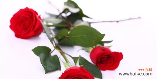 解读玫瑰的花语之美 玫瑰花的含义和朵数
