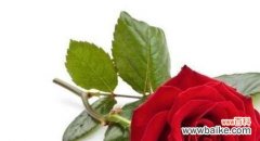 玫瑰花语的奥秘 玫瑰花语大全