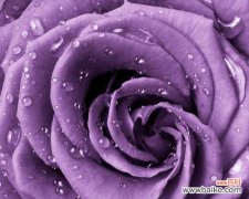 揭秘玫瑰花语的内涵和传承 浪漫玫瑰花语