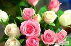 探索玫瑰花的不同象征意义 玫瑰花的含义及象征