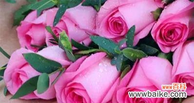 探索玫瑰花背后的含义与象征 玫瑰花的象征意义和用途