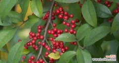 红果东青花语有何含义？它传递了哪些信息？