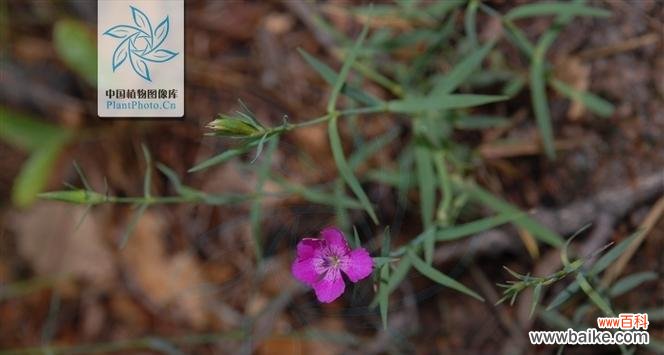 石竹子花花语是什么?石竹子花象征着什么?