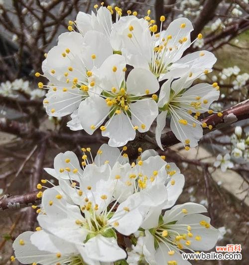 李花的花语有哪些?李花代表了什么?