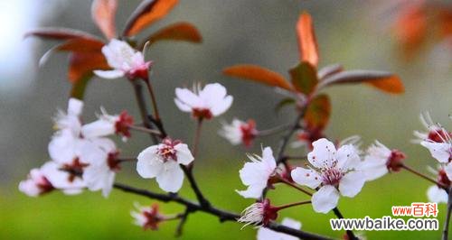 李花的花语有哪些?李花代表了什么?