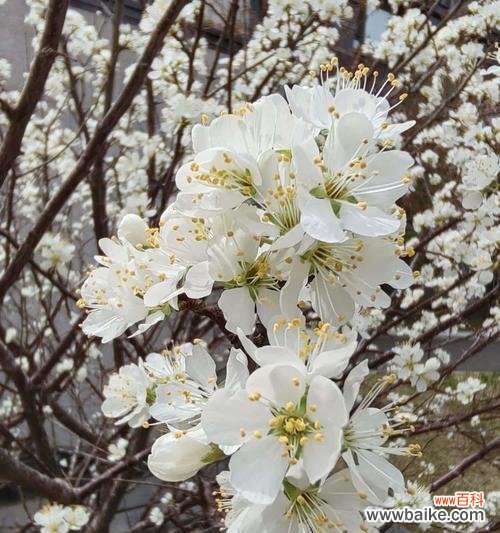 李花的花语有哪些?李花代表了什么?