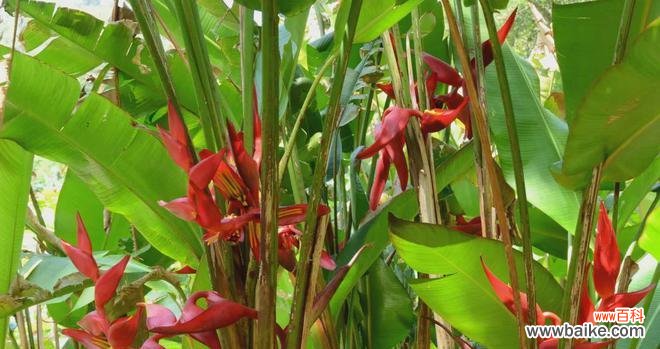 黄芭蕉的花语是什么?黄芭蕉代表了什么?